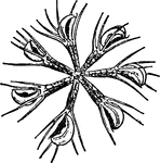 "Aldrovanda vesiculosa. Whorl of Leaves." &mdash; The Encyclopedia Britannica, 1893
