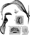 "Pitcher of Nepenthes distillatoria. A, honey-gland from attractive surface of lid; B, digestive gland from interior of pitcher, in pocket-like depression of epidermis, opening downwards; C, transverse section of the same. A, B, and C magnified about 100 diameters." &mdash; The Encyclopedia Britannica, 1893