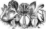 "Cephalotus follicularis, showing ordinary leaves and pitchers, the right hand one cut open to show internal structure." &mdash; The Encyclopedia Britannica, 1893