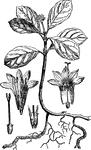 "The root used in medicine under this name is obtained from Cephaelis Ipecacuanha, A. Rich, a small shrubby plant of the natural order Cinchonaceae. It is a native of Brazil, growing in clumps or patches in moist shady forests from 8 degrees to 22 degrees S. lat., and is believed to extend to the Bolivian province of Chiquitos, and the calley of Catica in New Granada." &mdash; The Encyclopedia Britannica, 1893
