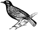The thrush flies indifferently, but in running and hopping they are very nimble.(Figuier, 1869).