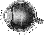 "Next in order is the aqueous humor, b, e, in the middle of which is the iris, d, c. Behind the pupil we have the crystalline lens, f, and then the vitreous humor, h, filling all the interior of the ball of the eye. m indicates the retina, which is an expansion of the optic nerve, n. k is the choroid coat, a membrane interposed between the retina and the sclerotic coat; it terminates in form in a series of folds or filaments, g, called the ciliary ligament or process." —Wells, 1857