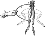 "Galvani found that whenever the nerves of a frog's leg were touched by one metal and the muscles by another, convulsions took place on bringing the two different metals in contact." &mdash;Wells, 1857