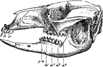 "Skull and teeth of Bennett's Kangaroo (Macropus bennettii). i1, i2, i3, first second and third upper incisors; pm, second or posterior premolar (the first having been already shed); m1, m2, m3, m4, the four true molars. The last, not fully developed, is nearly concealed by the ascending ramus of the jaw." &mdash;The Encyclopedia Britannica, 1910