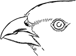 "Rhamphocorys clot-bey." &mdash;The Encyclopedia Britannica, 1910