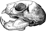 "Skull of the Aye-aye (Chiromys madagascariensis)." &mdash;The Encyclopedia Britannica, 1910