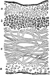 "Section of Stratified Thallus of Ricasolia herbacea. a, cortical stratum; b, gonidial stratum; c, medullary stratum." &mdash;The Encyclopedia Britannica, 1910