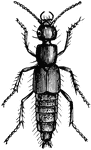 A type of rove beetle.