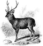 A large asian deer.