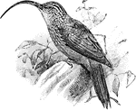 A South Americandendrocolaptine bird of the genus Xiphorhynchus.