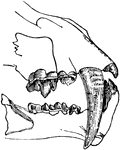 A cat having extremely long upper canine teeth.