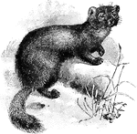 A small mammal living in Asia and the Ural Mountains.