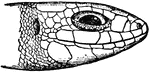 "Head of British Lizard. Laceria vivipara." &mdash;The Encyclopedia Britannica, 1910