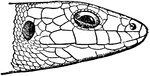 "Head of British Lizard. Laceria agilis." &mdash;The Encyclopedia Britannica, 1910