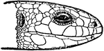 "Head of British Lizard. Laceria viridis." &mdash;The Encyclopedia Britannica, 1910
