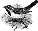 A medium sized sparrow found in the United States.