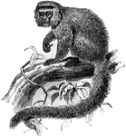 A South American monkey.