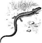 The Salamanders and Newts ClipArt gallery includes 31 illustrations of the amphibian order Caudata. Most members of the order Caudata have slender bodies, short noses, and long tails.