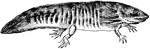 An aquatic salamander native to Mexico.