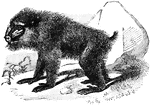 A large primate having large dog&mdash;like muzzles.
