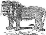 A male lion, mammal of the family Felidae.