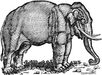 Elephants are mammals, and the largest living land animals.