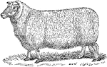 Usually horned mammals of the genis Ovis.