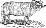 A male sheep.