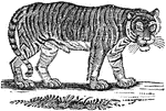 A large carnivorous feline mammal.