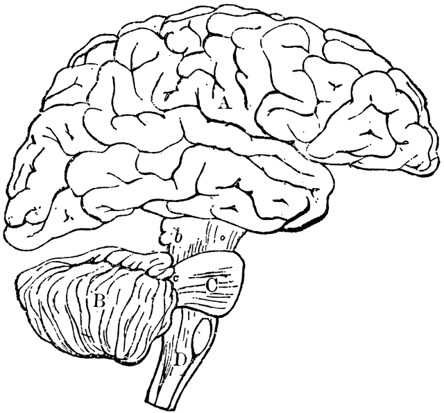 blank parts of the brain diagram