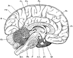 "Diagram of the left half of a vertical median section of the brain. H, H, convoluted inner surface of left cerebral hemisphere; Cc, corpus callosum; Th, optic thalamus; c.q., corpora quadrigemina; Cb, cerebellum; Sp.c, spinal cord; Mo, medulla oblongata; P, pons Varolii; oc, oculo-motor nerve; pt, pituitary body; op, optic nerve; Ro, fissure of Rolando; Po, parieto-occipital fissure; Fr, frontal lobe; Pa, parietal lobe; O, occipital lobe." &mdash;Martin, 1917