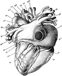 "The heart vied from its dorsal aspect. ci, inverior vena cava; Vc, coronary vein; Atd, right auricle; Adx and As, the right and left auricular appendages; Vd, right ventricle; Vs, left ventricle; Aa, aorta; Ab, innominate artery; Cs, left common carotid artery; Ssi, left subclavian artery; P, main trunk of the pulmonary artery, and Pd and Ps, its branches to the right and left lungs; cs, superior vena cava; Ade and Asi, the right and left innominate veins; pd, ps, the right and left pulmonary veins; crd and crs, the right and left coronary arteries." &mdash;Martin, 1917