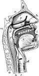 "The mouth, nose and pharynx, with the commencement of the gullet and larynx, as exposed by a section, a little to the left of the median plane of the head. a, vertebral column; b, gullet; c, wind-pipe; d, larynx; e, epiglottis; f, soft palate; g, opning of eustachian tube; k, tongue; l, hard palate; m, the sphenoid bone on the base of the skull; n, the fore part of the cranial cavity; o, p, q, the turbinate bones of the outer side of the left nostril-chamber." &mdash;Martin, 1917