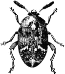 "Pea weevil; adult. The pea weevil (Bruchus) is often found in peas in its larval state during summer and autumn, as a pupa in winter, and in the adult form in late spring, when it comes forth to lay its eggs on the pods of the growing peas. To find the weevil in the fall, soak peas in water for a day." &mdash;Davison, 1906