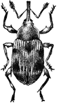 "The strawberry weevil in certain seasons has prevented the development of more than a half crop of berries in New Jersey, Delaware, Maryland, the Carolinas, and Virginia. The eggs are deposited in the flower buds, upon which the grublike larva feed and attain full size in about a month." &mdash;Davison, 1906