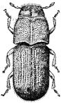"Pine-bark beetle whose work has made pine lumber expensive; adult." &mdash;Davison, 1906