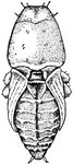 "Pine-bark beetle whose work has made pine lumber expensive; pupa." &mdash;Davison, 1906