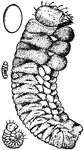 "Pine-bark beetle whose work has made pine lumber expensive; larva." &mdash;Davison, 1906