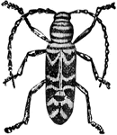"Beetle of the locust borer." &mdash;Davison, 1906