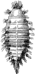 "Buffalo moth or carpet beetle; larva." &mdash;Davison, 1906