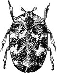 "Buffalo moth or carpet beetle; adult." &mdash;Davison, 1906