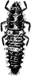 "Ladybird beetle; larva." &mdash;Davison, 1906