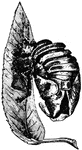 "Ladybird beetle; pupa." &mdash;Davison, 1906