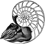 "Pearly nautilus with half the shell removed." &mdash;Davison, 1906