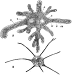 "Amaeba proteus; B, Amaeba radiosa. n, nucleus. c, contractile vacuole. a, food engulfed. ec, one of the nine pseudopods." &mdash;Davison, 1906
