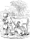 A woman milking a cow on the farm.