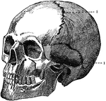 The human skull.