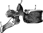 Side view of the vertebra. 1: Body; 2: Processes; 3: Opening for spinal cord.