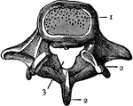 Top view of the vertebra. 1: Body; 2: Processes; 3: Opening for spinal cord.
