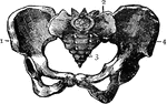 The pelvis of the human body. 1: Hip Bones; 2: Sacrum; 3: Coccyx.